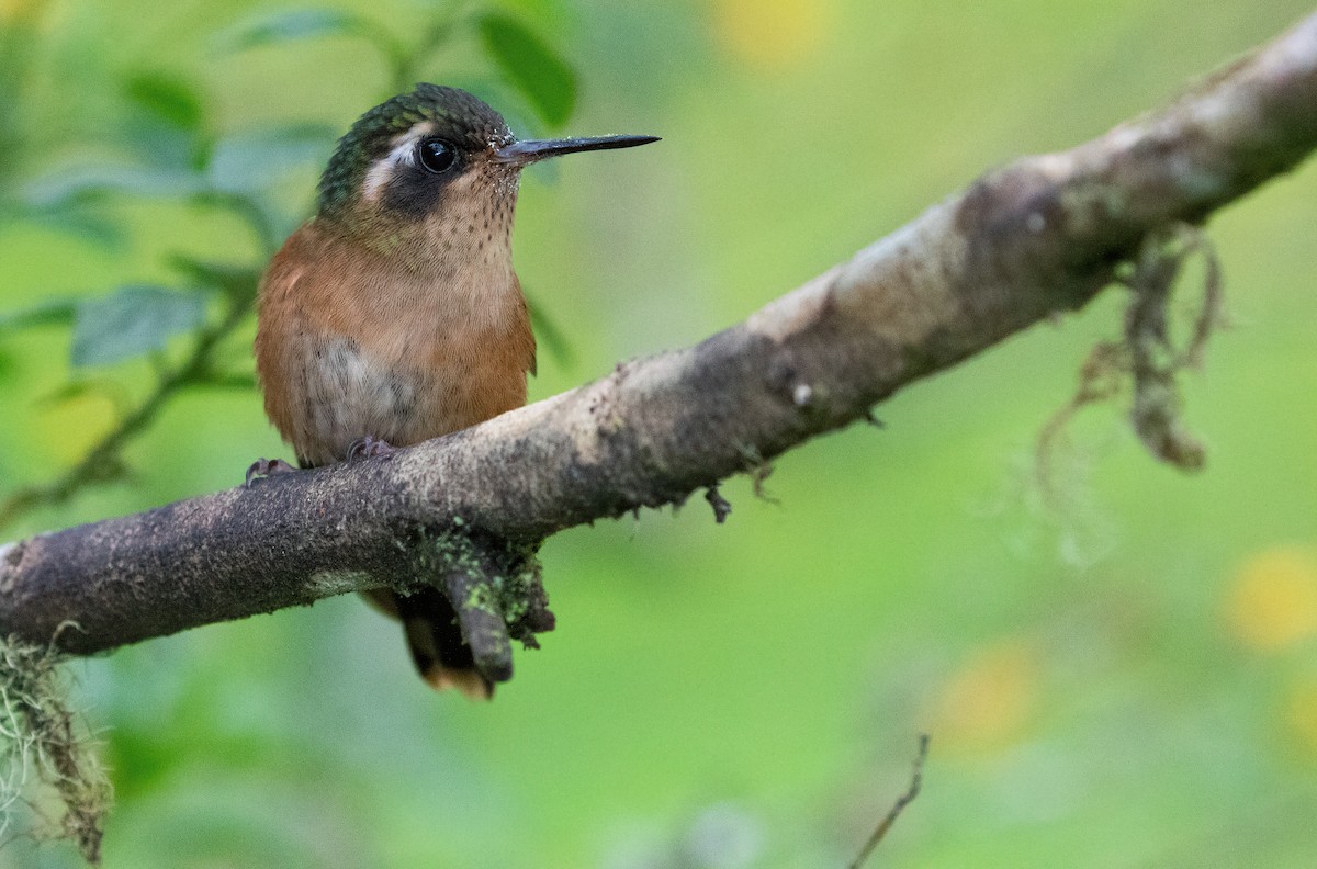 Speckled Hummingbird - George Armistead | Hillstar Nature