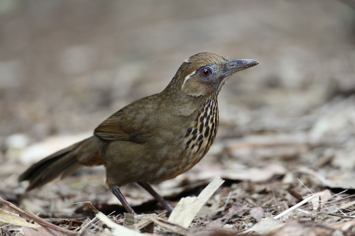 Spot-breasted Laughingthrush - ML475490181