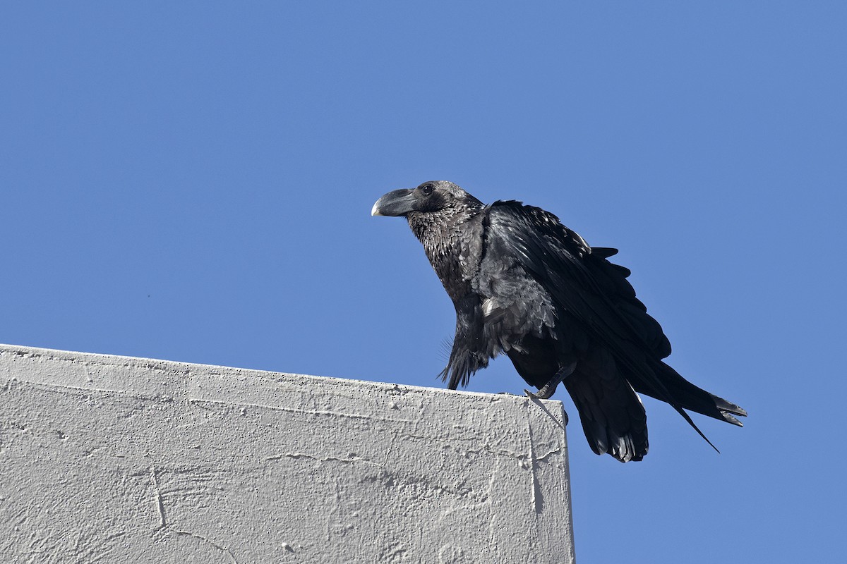 White-necked Raven - Charley Hesse TROPICAL BIRDING