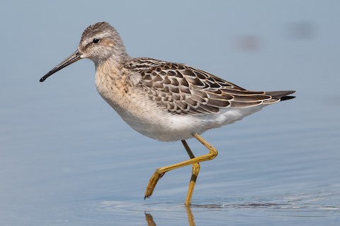 stilt sandpiper winter