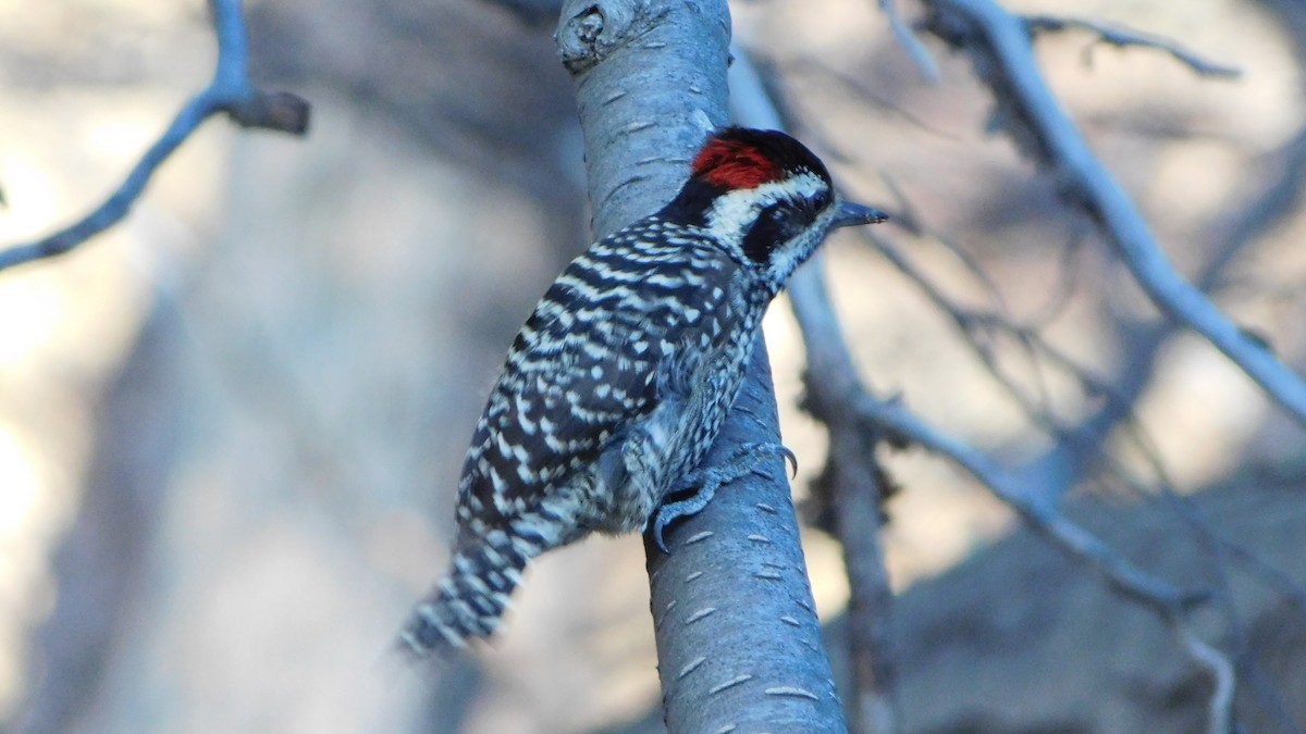 Striped Woodpecker - Gerónimo Cutolo
