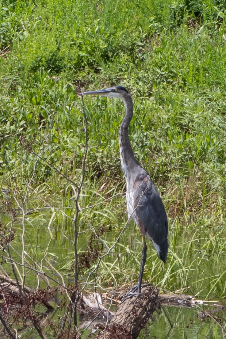 ML475509571 - Great Blue Heron - Macaulay Library