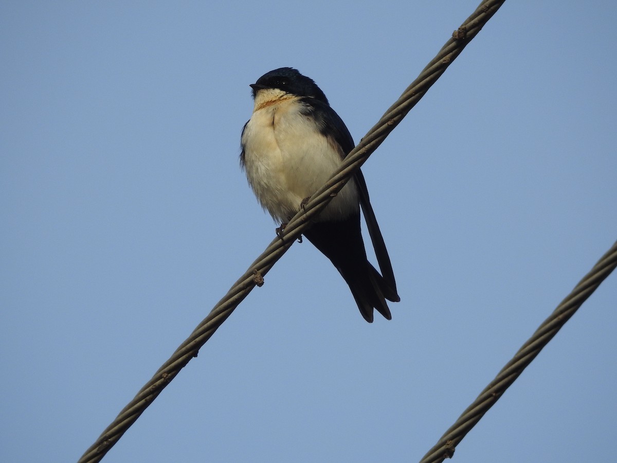 Blue-and-white Swallow - ML475513031