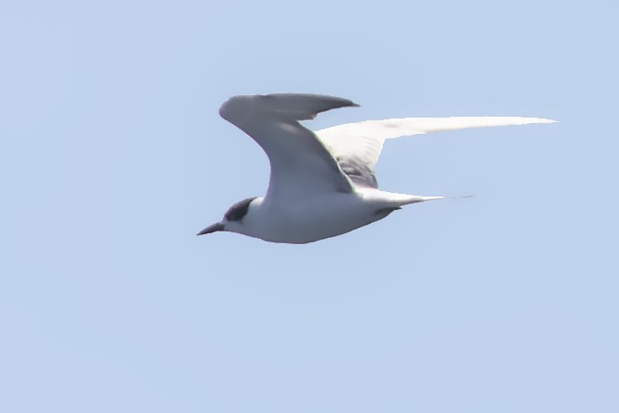 Common Tern - ML475517521