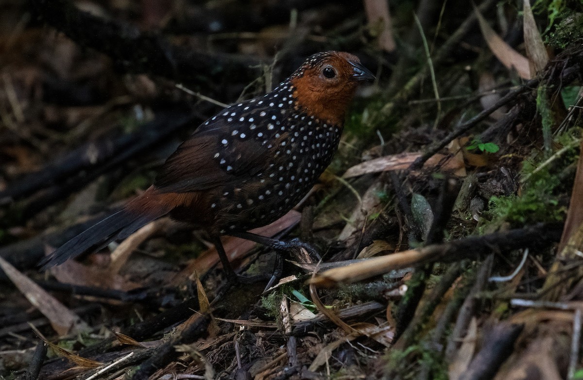 Ocellated Tapaculo - ML475518521