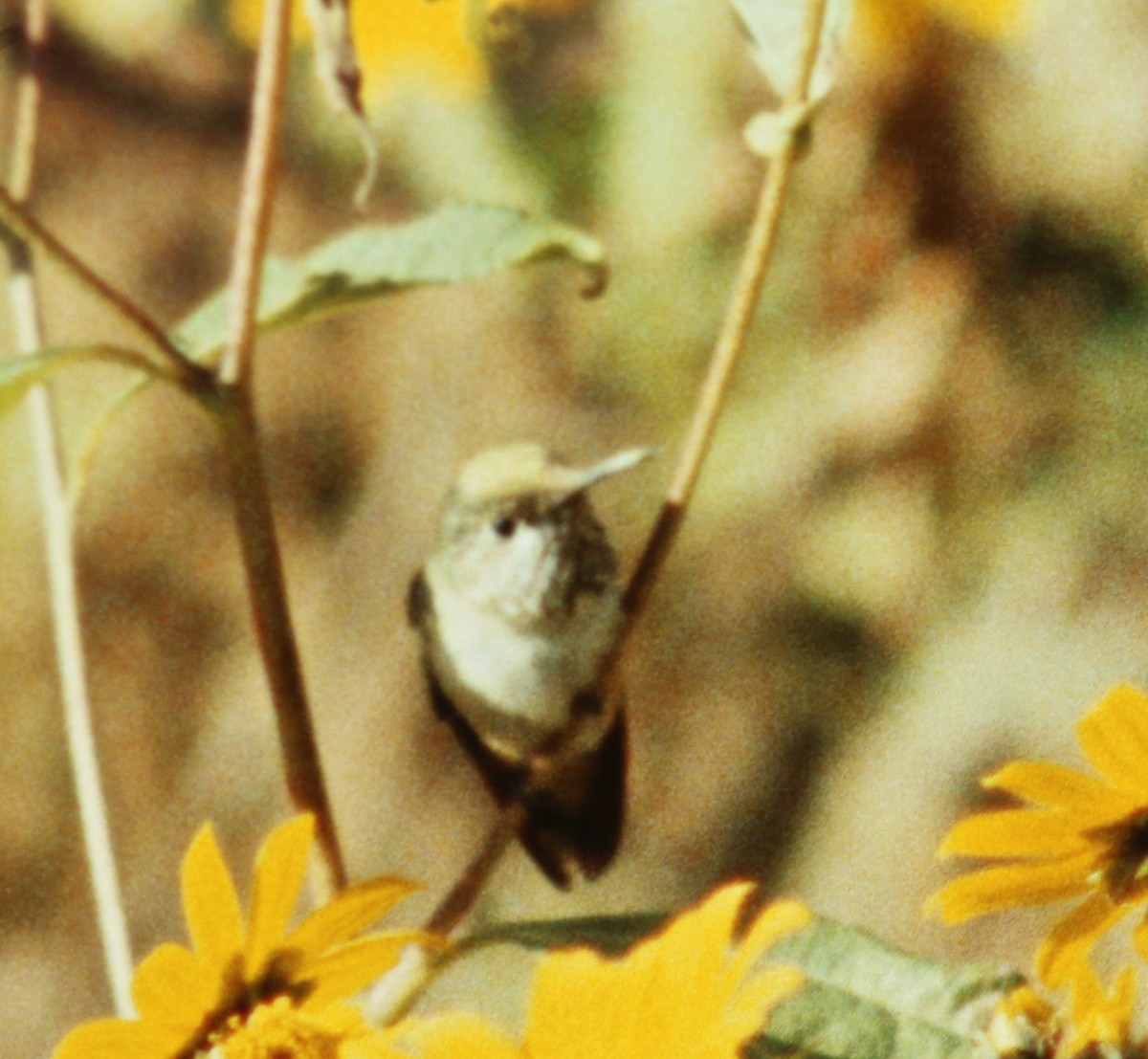 Bumblebee Hummingbird - Dave Czaplak