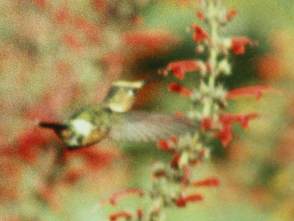 Sparkling-tailed Hummingbird - ML47552191
