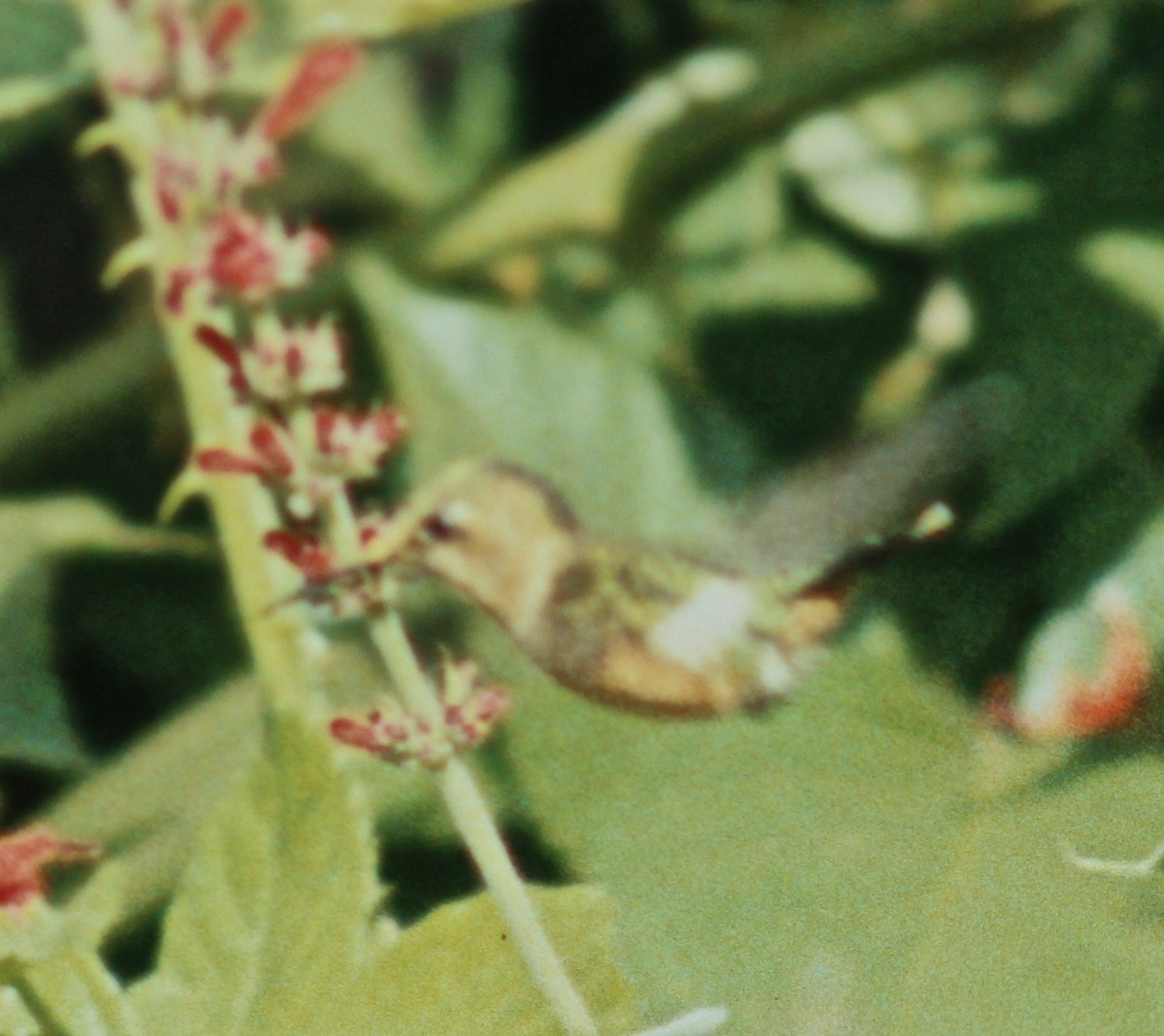 Sparkling-tailed Hummingbird - ML47552201