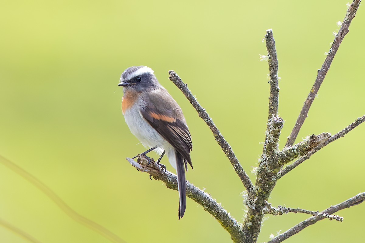 Rufous-breasted Chat-Tyrant - ML475523151
