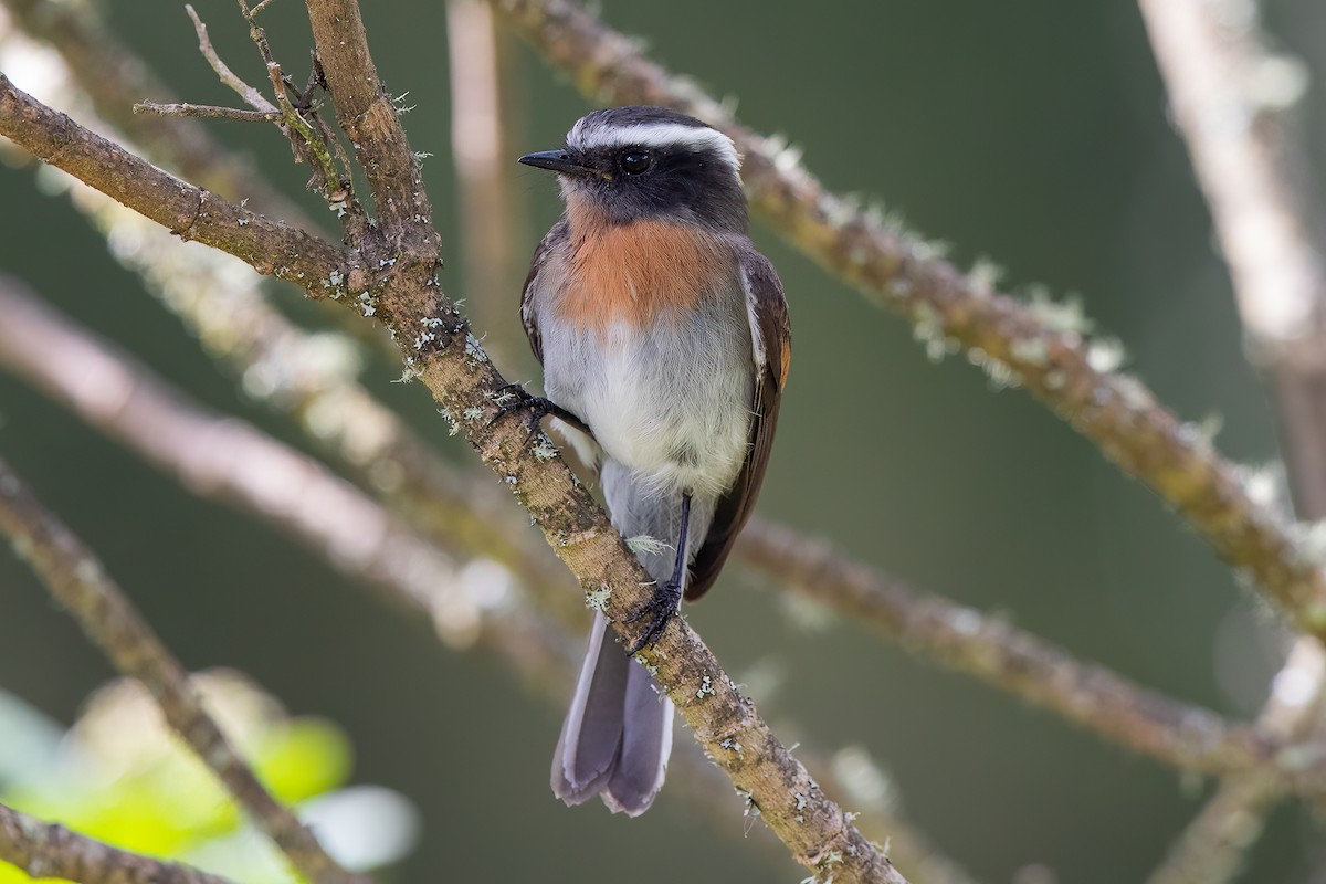 Rufous-breasted Chat-Tyrant - ML475523161