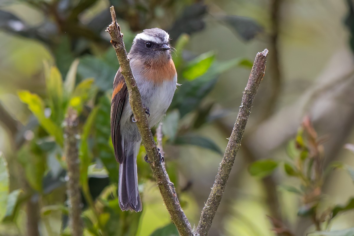 Rufous-breasted Chat-Tyrant - ML475523191