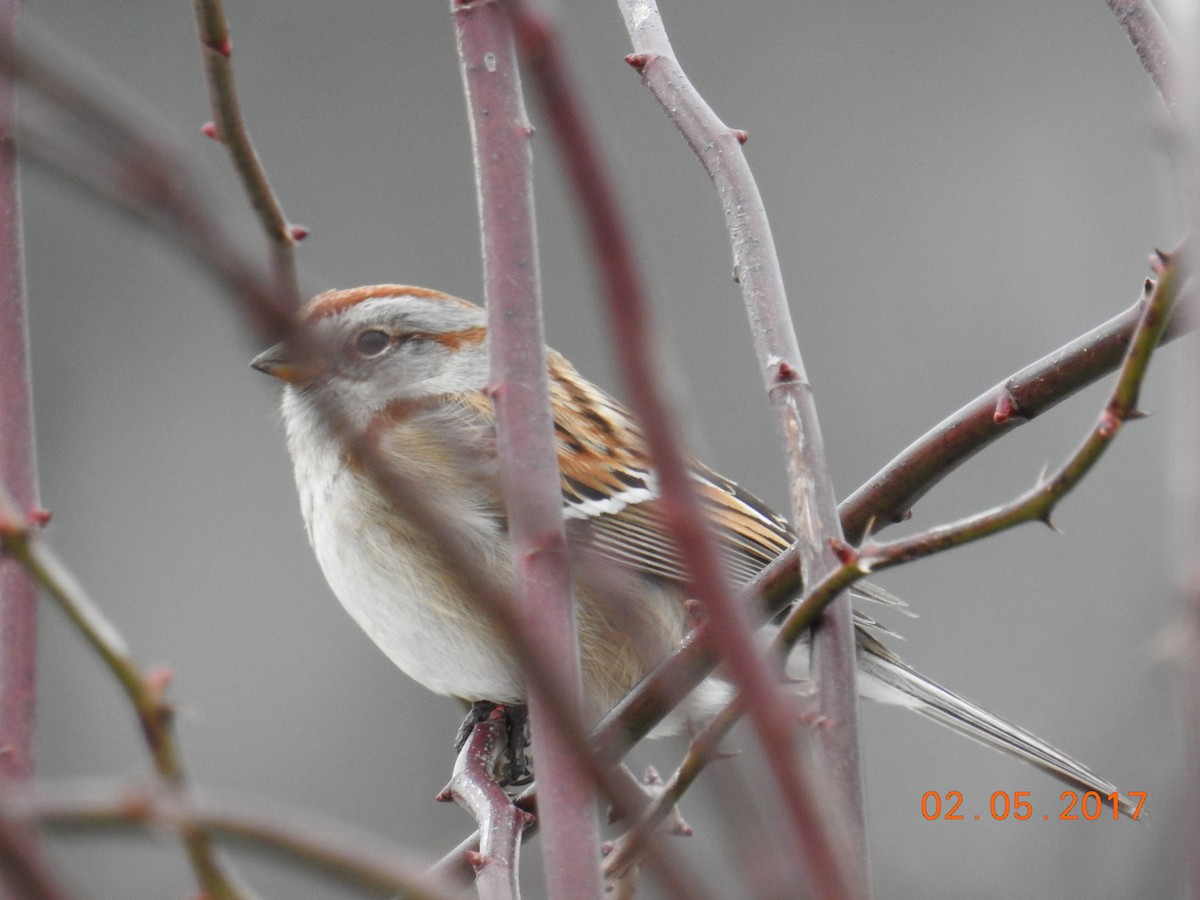 American Tree Sparrow - ML47552461