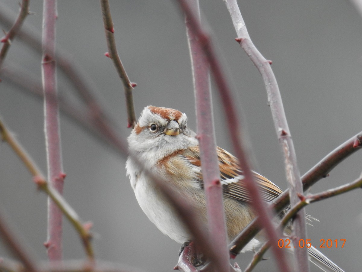 American Tree Sparrow - ML47552481