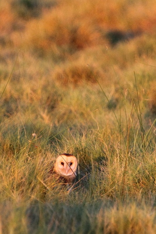 Australasian Grass-Owl - Ric Else
