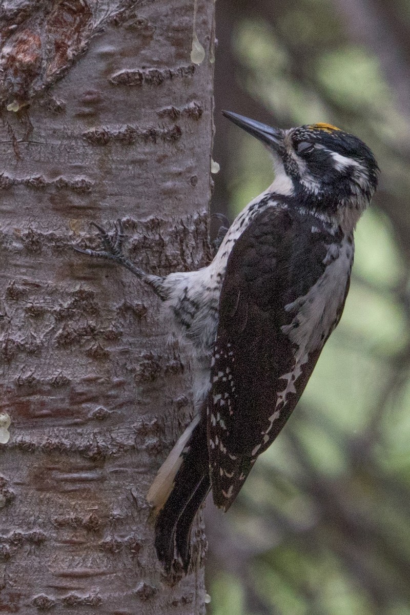 American Three-toed Woodpecker - Tom Murphy