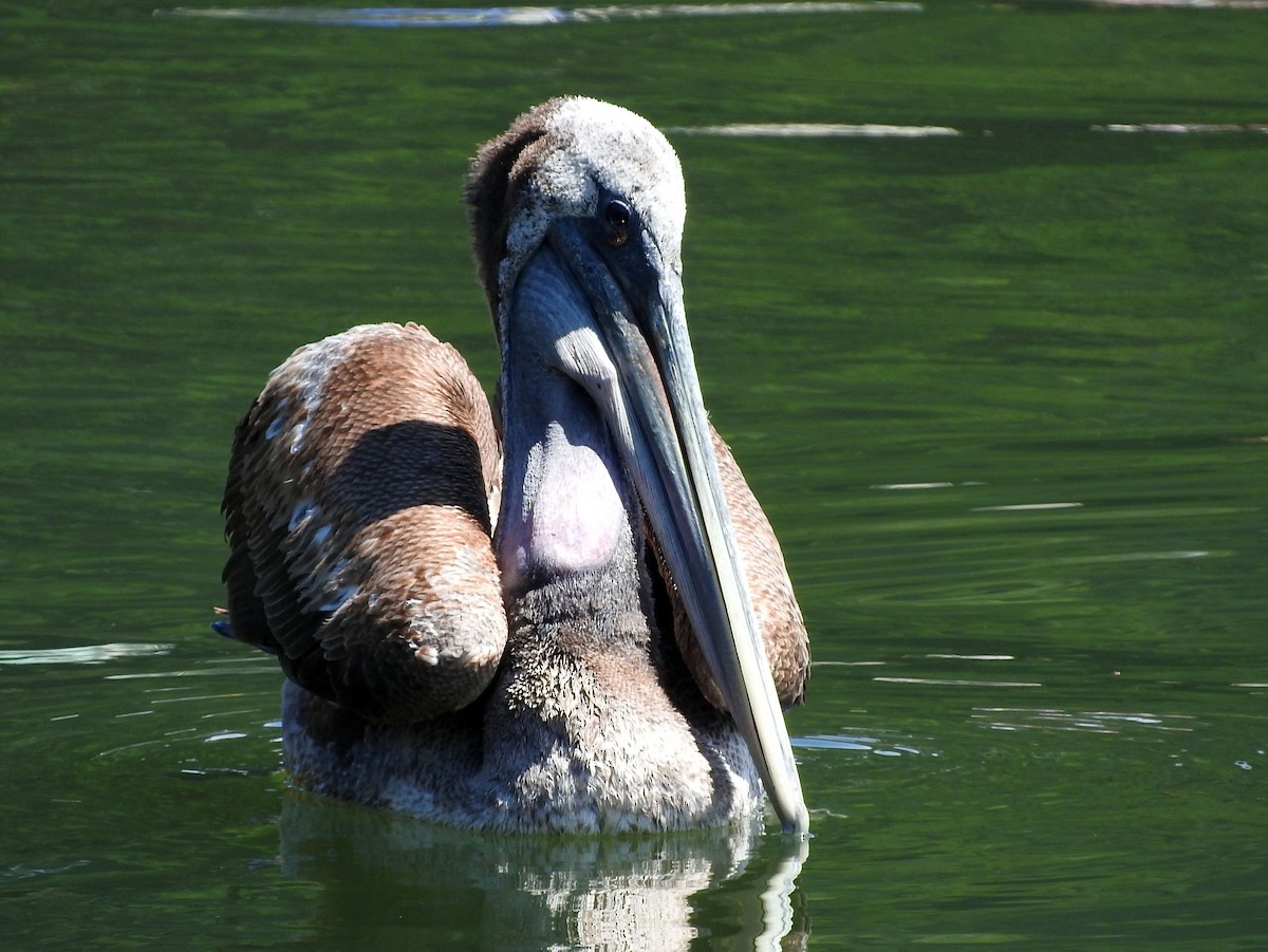 pelikán chilský - ML47552841