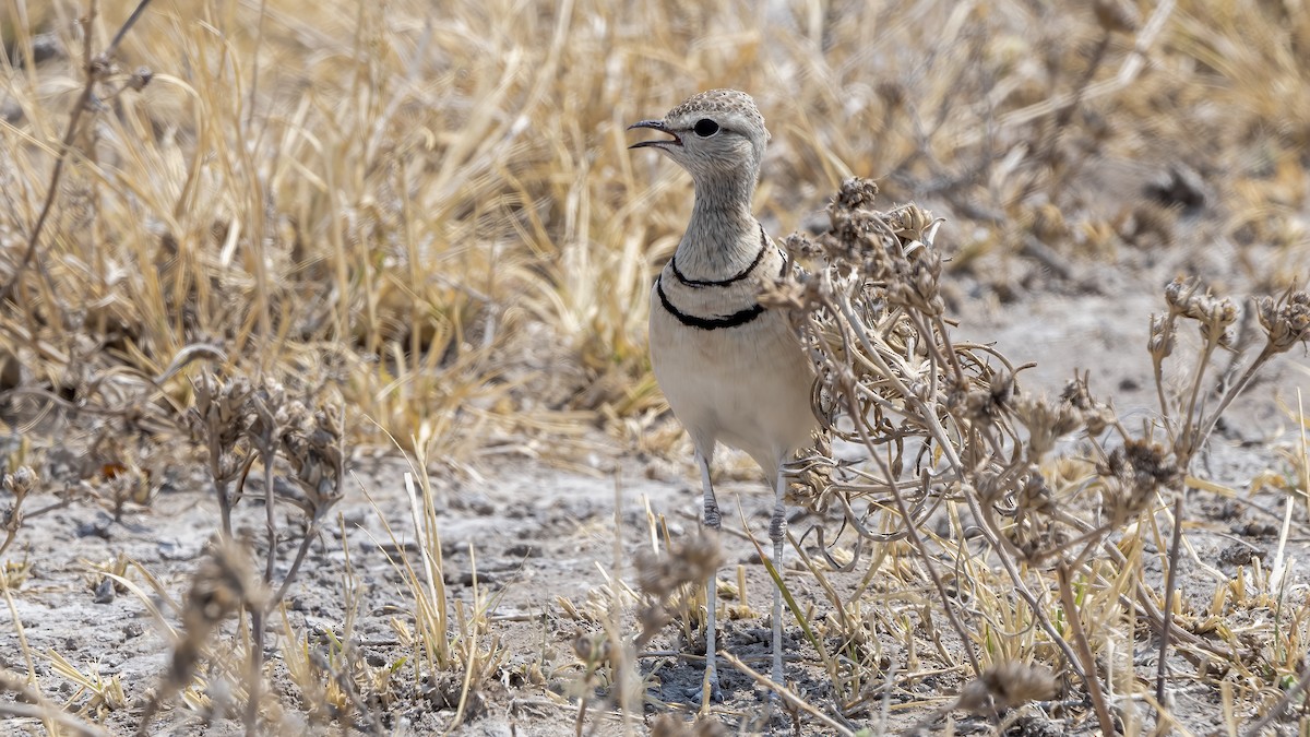 Double-banded Courser - ML475530641