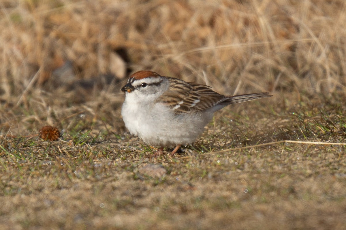 Chipping Sparrow - ML475531281