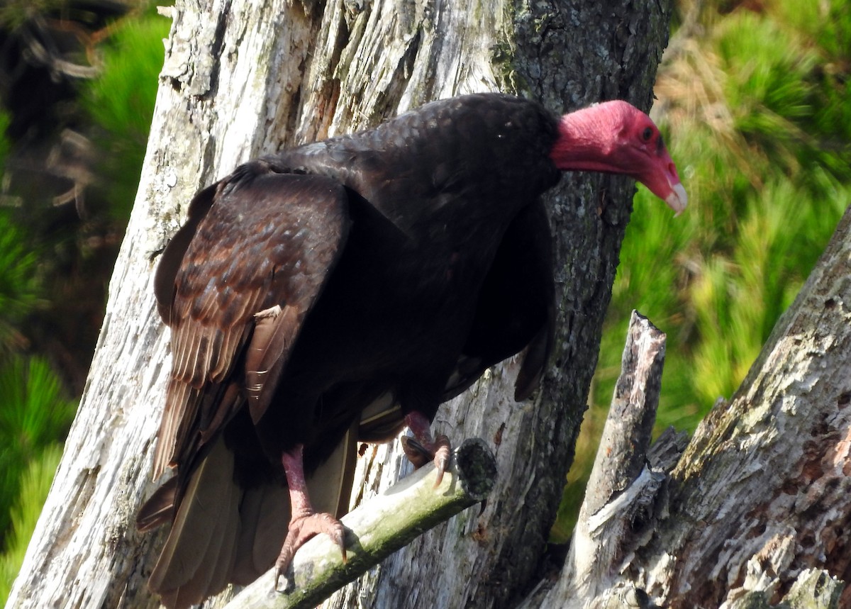 Turkey Vulture - ML47553191