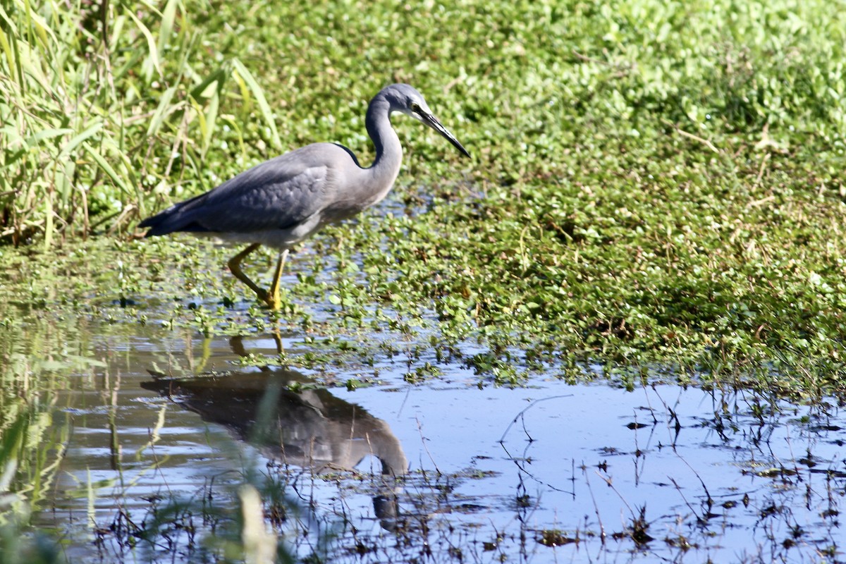 White-faced Heron - Mike Webster