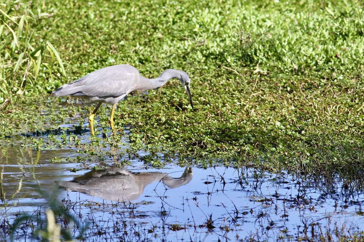White-faced Heron - Mike Webster