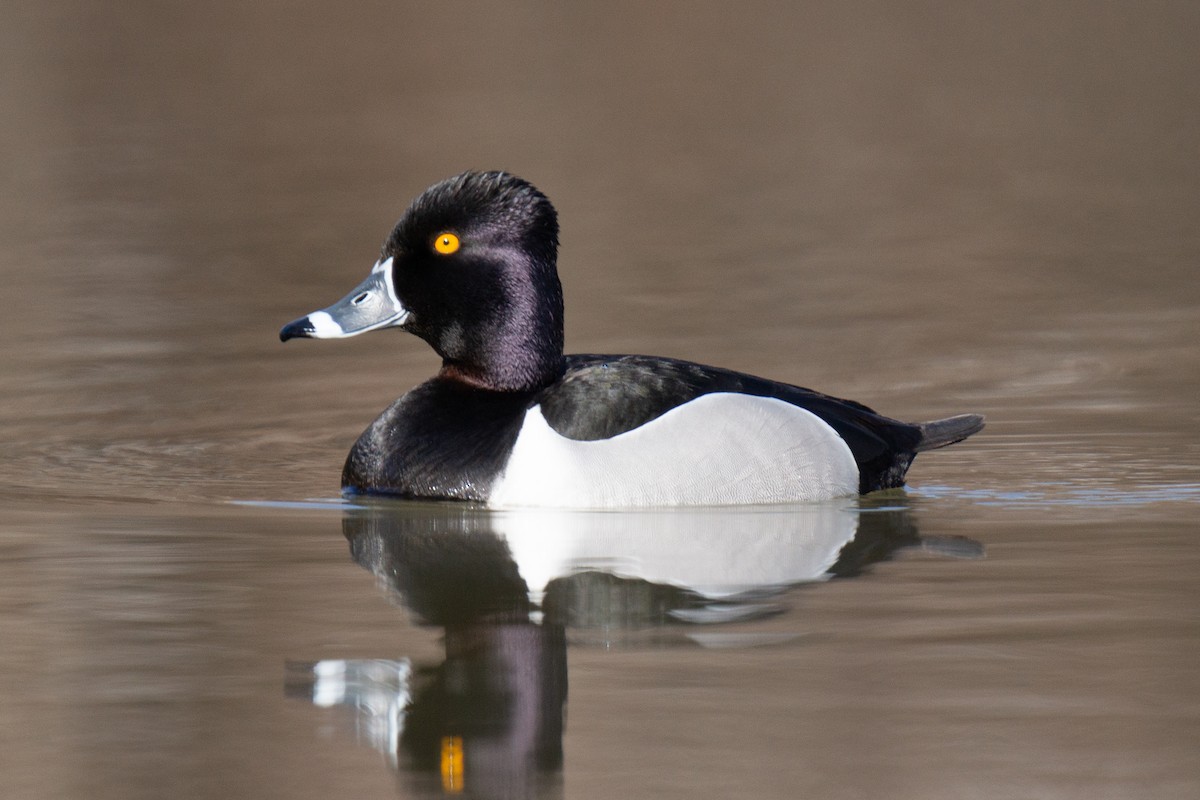 Ring-necked Duck - ML475532961