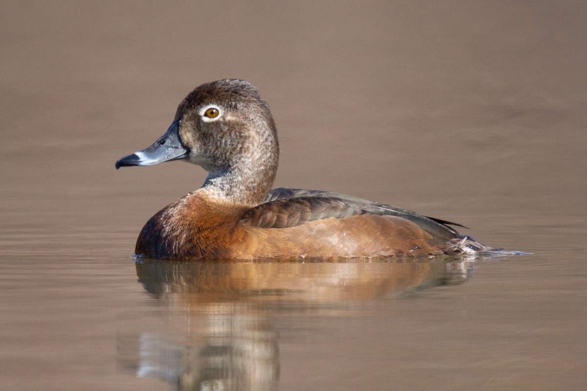 Ring-necked Duck - ML475532981