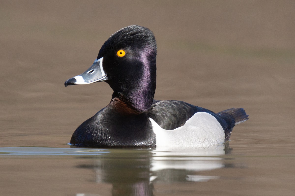 Ring-necked Duck - ML475532991