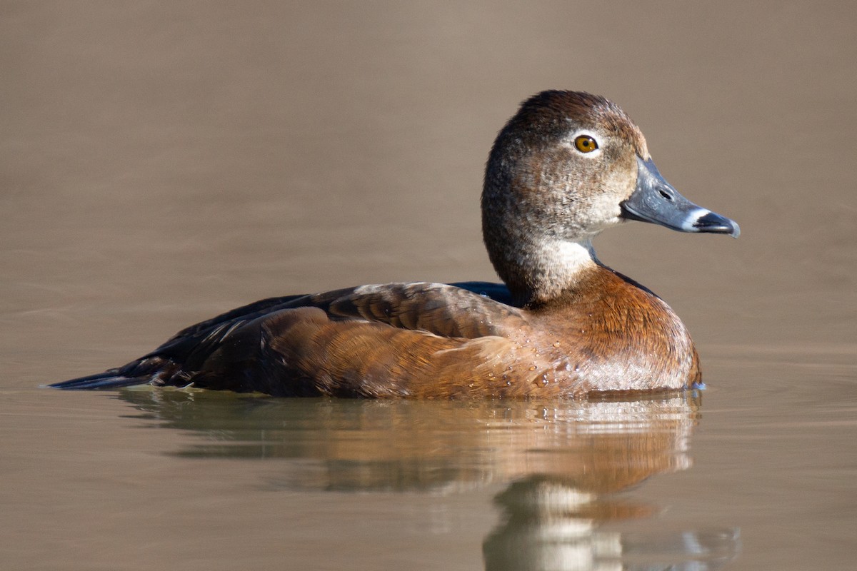 Ring-necked Duck - ML475533011