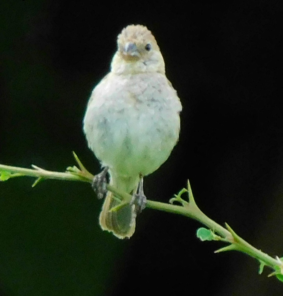 Ruddy-breasted Seedeater - ML475535251