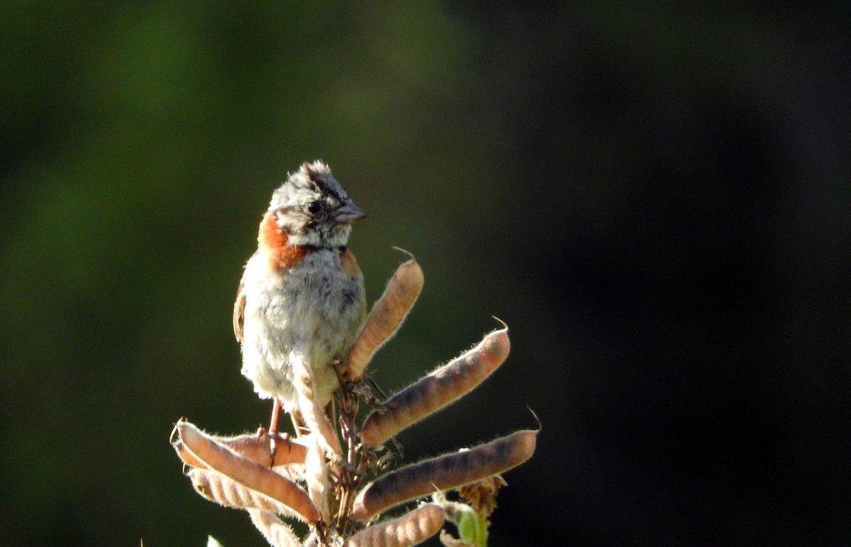 Rufous-collared Sparrow - ML47553601