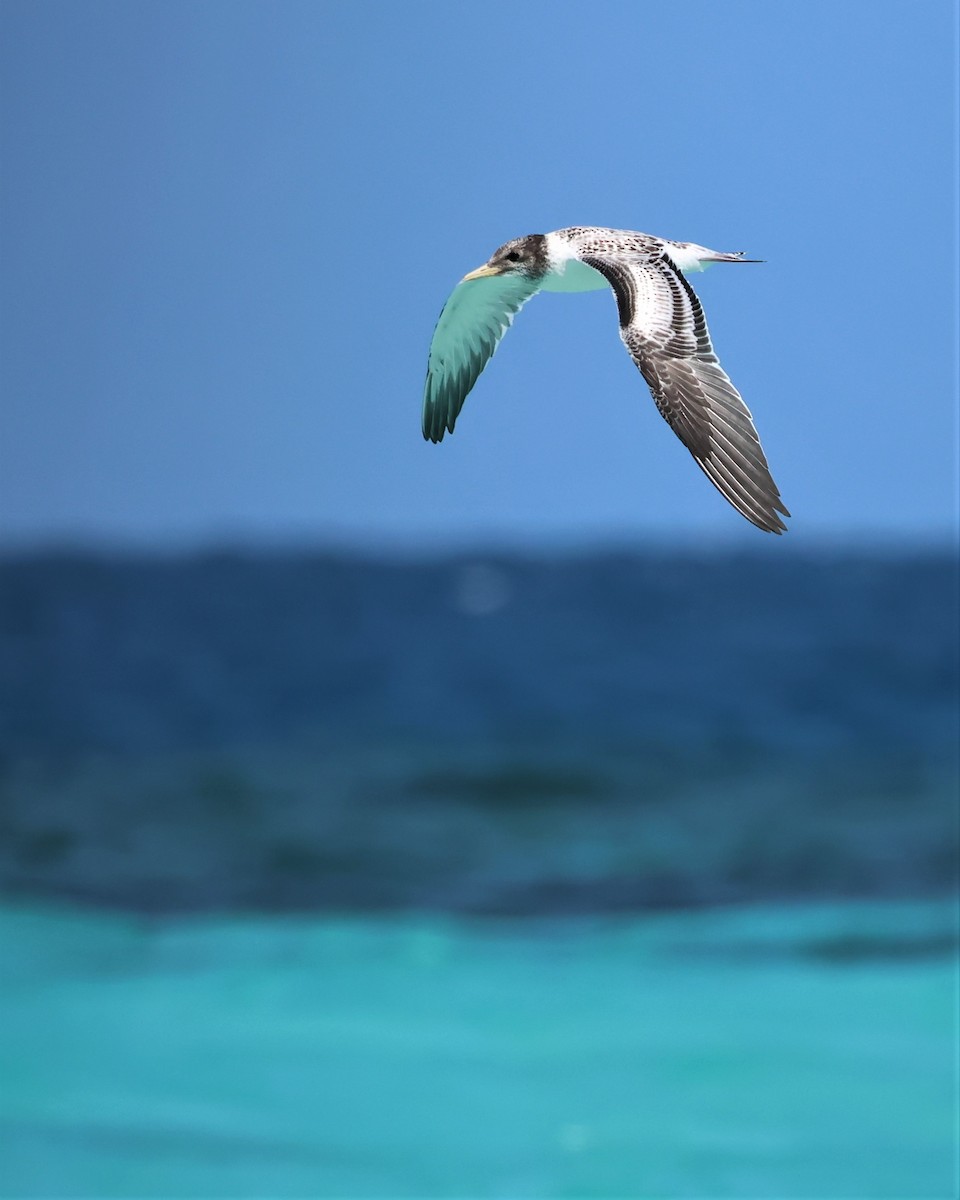 Great Crested Tern - ML475544291