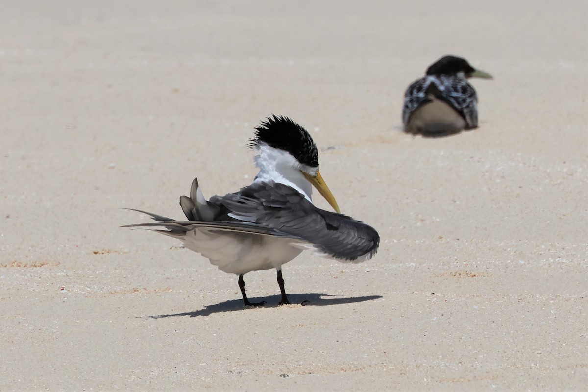 Great Crested Tern - ML475544361