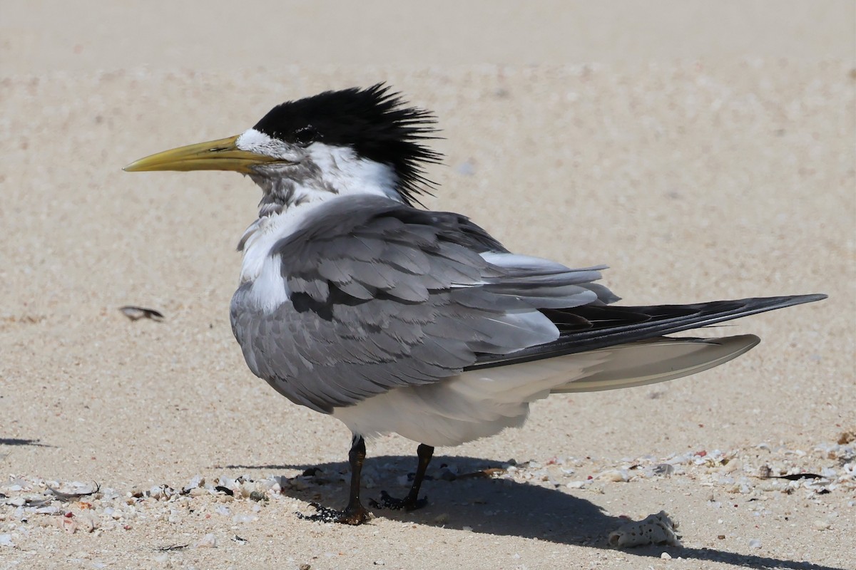 Great Crested Tern - ML475544391