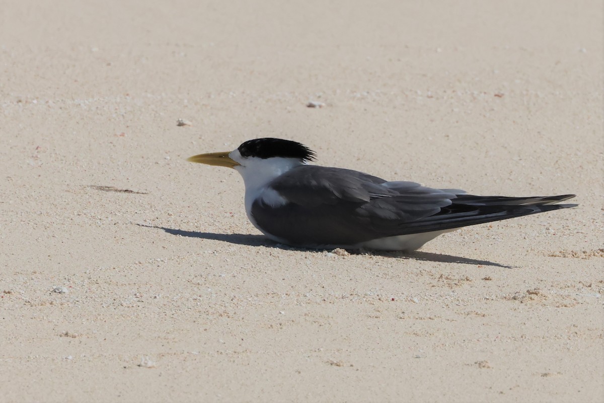 Great Crested Tern - ML475544451