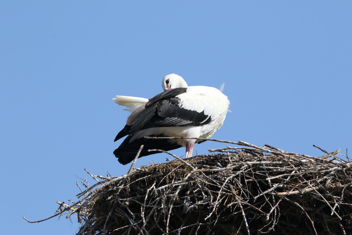 White Stork - ML475546631