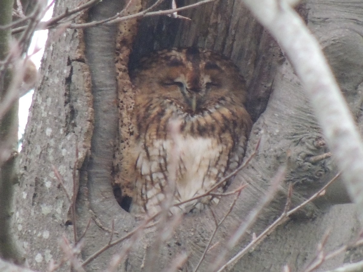 Tawny Owl - ML475553521