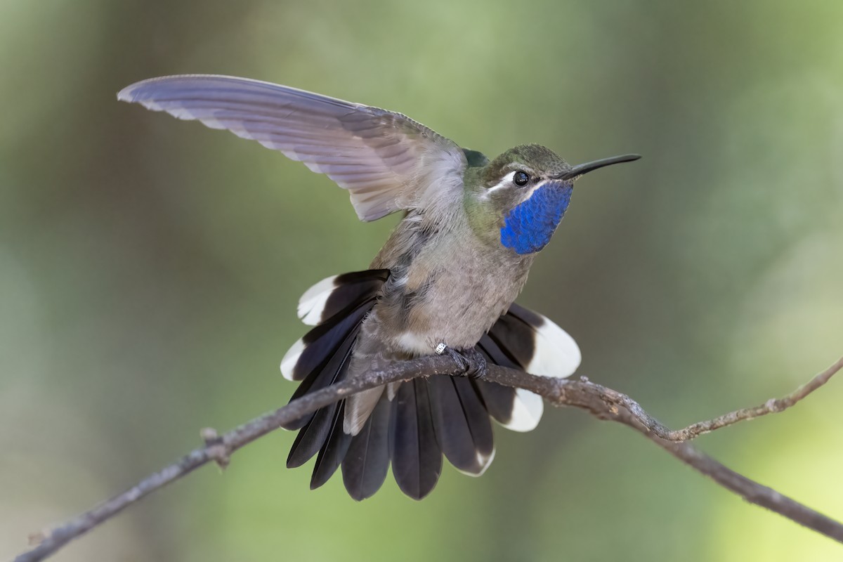 kolibřík blankytohrdlý - ML475560181