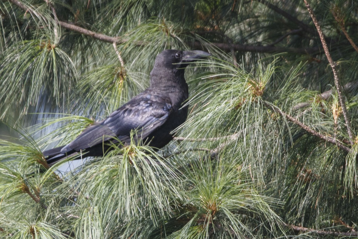 Large-billed Crow - ML475562771