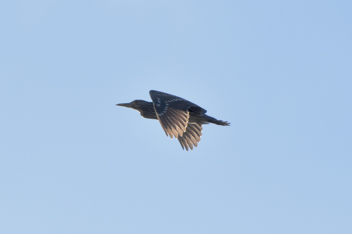 Black-crowned Night Heron - ML475567641