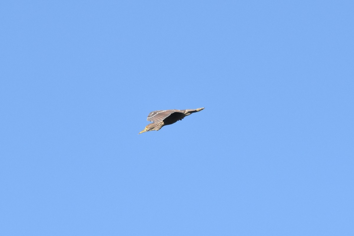 Black-crowned Night Heron - ML475567701