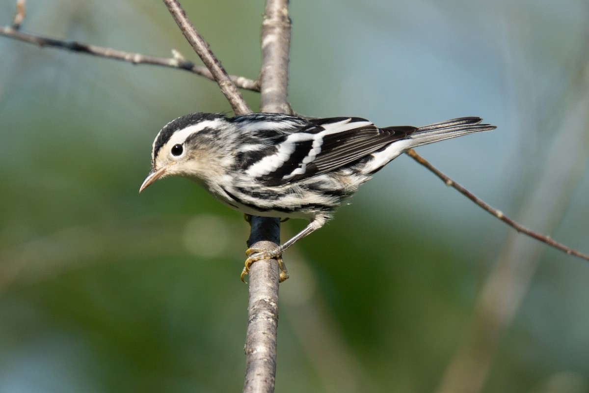 Black-and-white Warbler - ML475568481