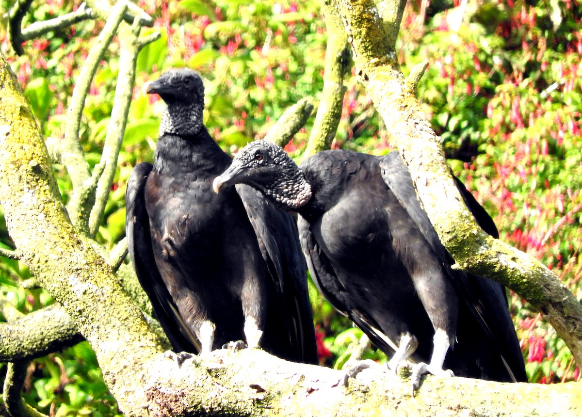 Black Vulture - Diego perez