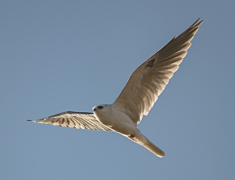 White-tailed Kite - ML475572601