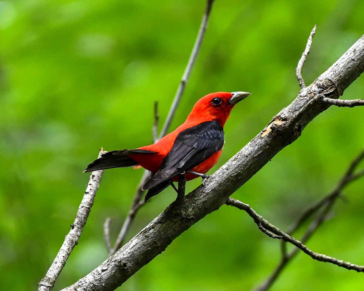 Scarlet Tanager - ML475575011