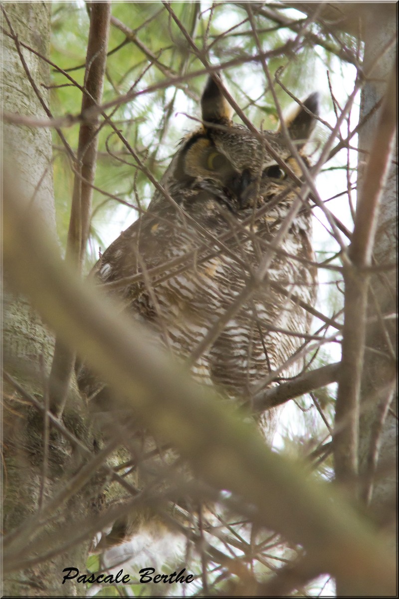 Great Horned Owl - ML47557781
