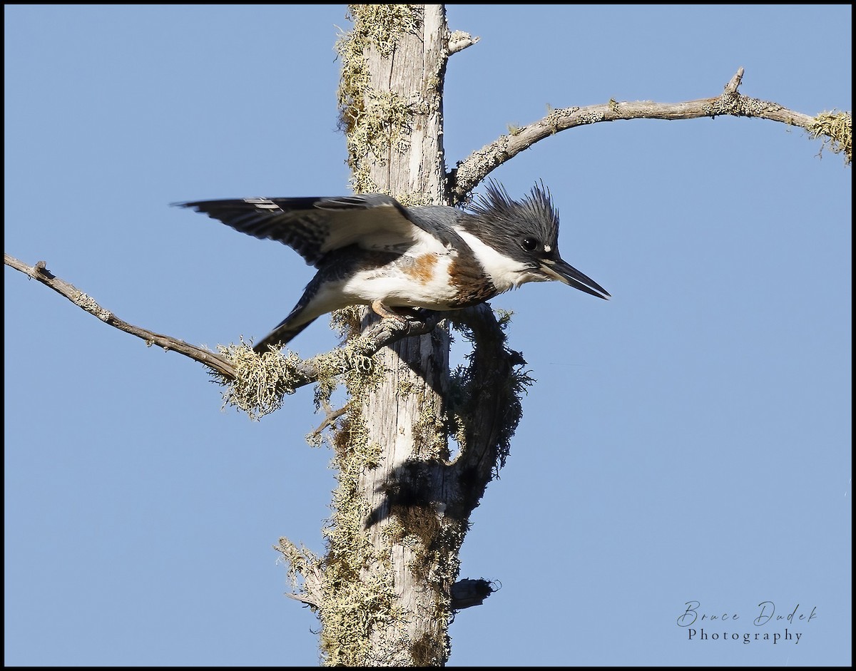 Belted Kingfisher - ML475578661