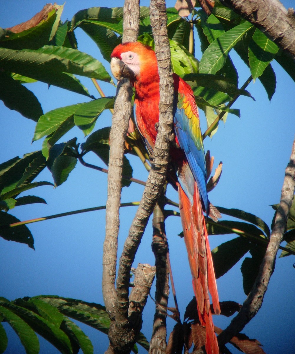 Scarlet Macaw - ML47557881