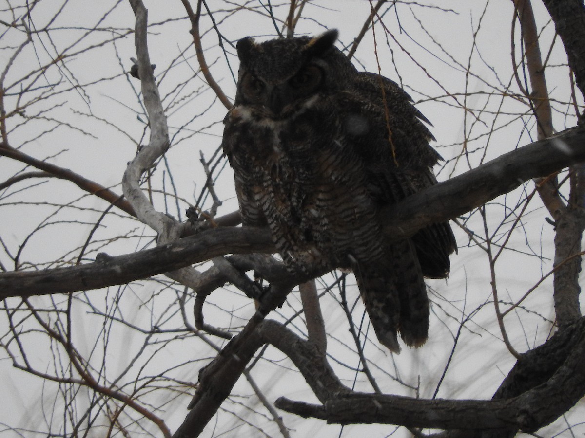 Great Horned Owl - ML47557921