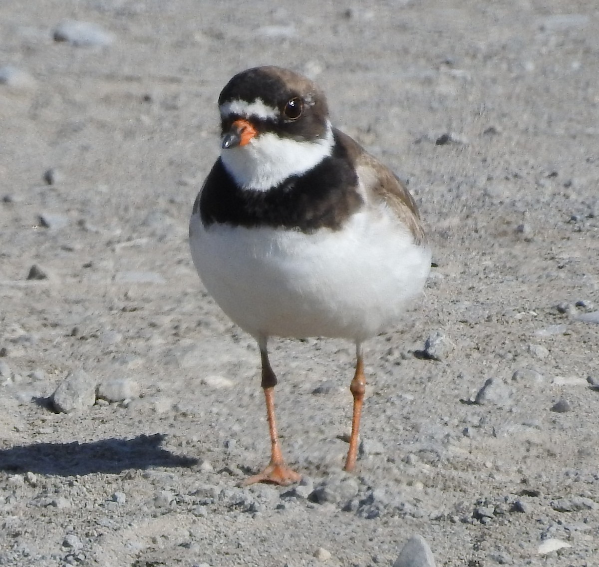 Semipalmated Plover - ML475579991
